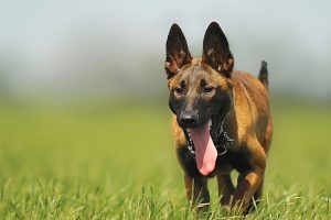 Malinois odorologie